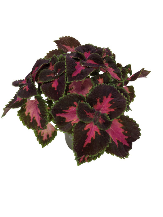 Paletblad 'Coleus' 12 cm potte